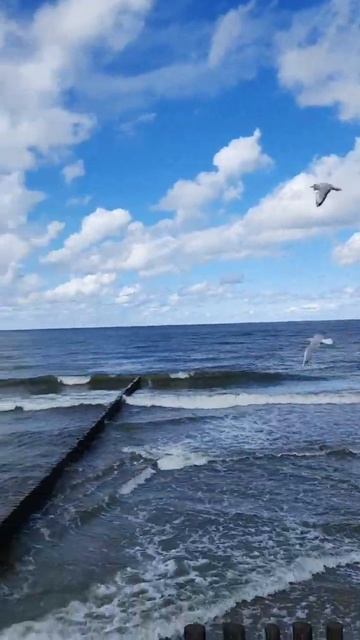 Фильм 1063 Чайки и Море Светлогорска смотреть онлайн