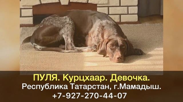 Пропала собака Пуля - гарантированное вознаграждение!!! смотреть онлайн