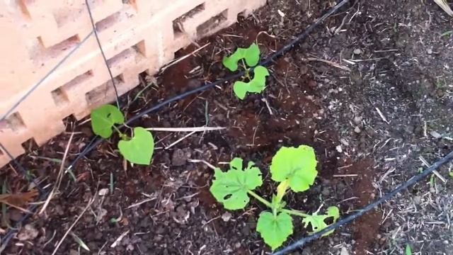 Get rid of snails & slugs with coffee 2! смотреть онлайн