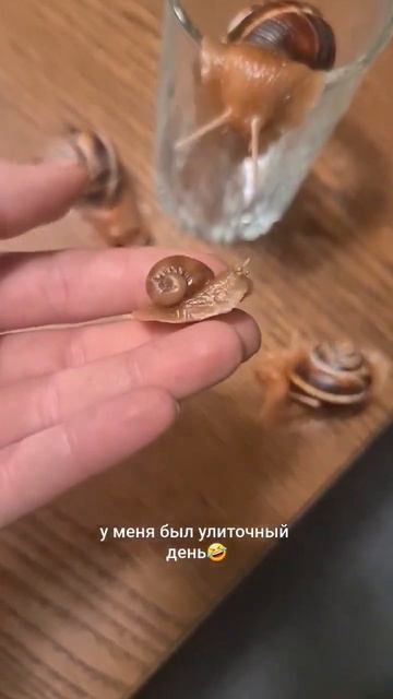 улиточный день😍 смотреть онлайн