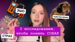 Чувство вины, научить не бояться, стресс от ЭШО: 3 впечатляющих исследования СОБАК