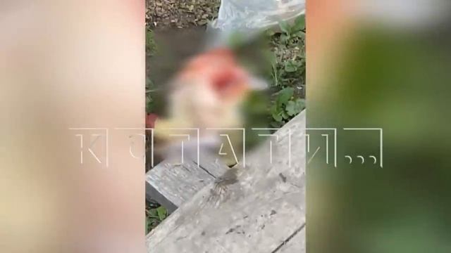 Отрезанную ногу нашли в центре Лукоянова  Виновата врачебная халатность