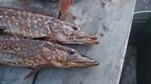 1улов на Пал смотреть онлайн