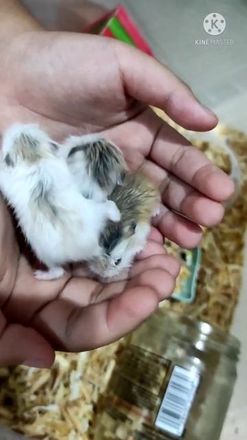 Cute Baby Roborovski Hamster 15 days old смотреть онлайн
