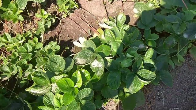 Работы в огороде 10 июля смотреть онлайн