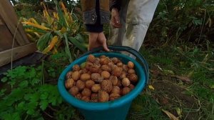 Сбор урожая грецкого ореха! АСМР видео как это сделано!