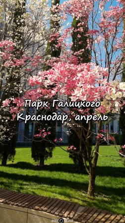 Парк Галицкого, Краснодар. 19 апреля 2025