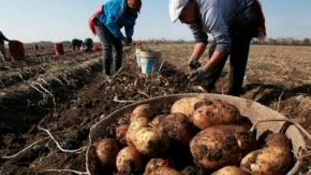 Айыл чарба министрлигинде 17 млн сомдук мыйзам бузуу аныкталды смотреть онлайн