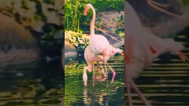 Beautiful Birds - Relaxing Piano Music for Work, Study, Reading, Anxiety Relief 🐦#short