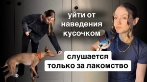 Как научить собаку слушаться БЕЗ лакомств — пошагово с ВИДЕО