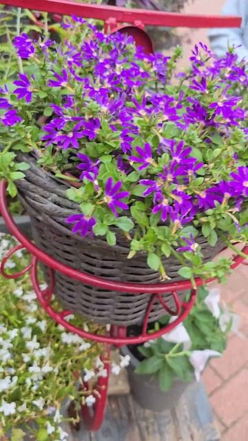 🌺🌺🌺 Цветы у кафе‼️🌺🌺🌺 #цветы #сочицветы2024 #красивыецветы #flowers смотреть онлайн