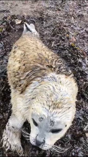 Детеныш нерпы на пляже Хабаровского края смотреть онлайн