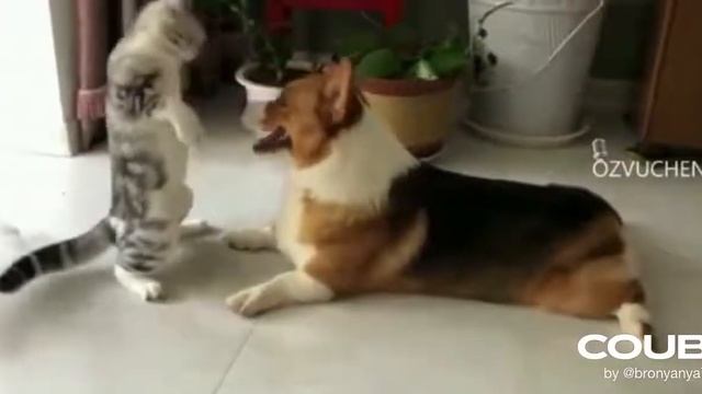 Сабака смотреть онлайн