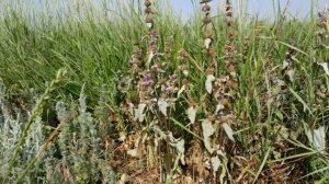 ЗОПНИК КЛУБНЕНОСНЫЙ - Железняк, Буквица. Трава от анемии, папиллом, изжоги, воспалений.