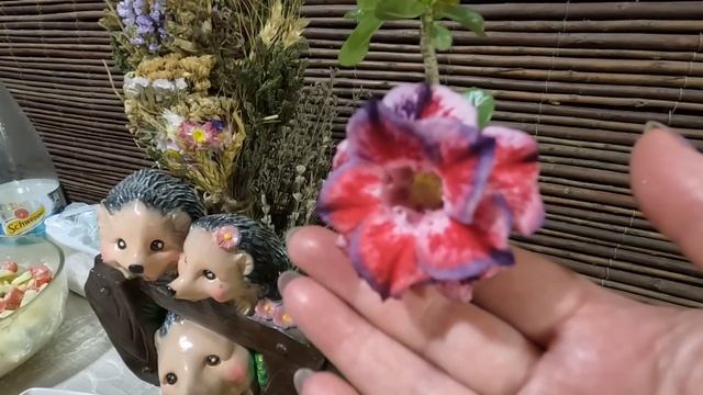 ОДЕССА ❤️ ВАС ЛЮБИТ❗️СПАС ГОТОВЬ РУКАВИЦЫ ПРО ЗАПАС❗️КУПАЛИСЬ ГОЛЫШОМ ❗️МАМА ЗНАЕТ КАК ЛЕЧИТЬСЯ❗️ смотреть онлайн