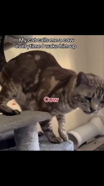 Котики (1) смотреть онлайн