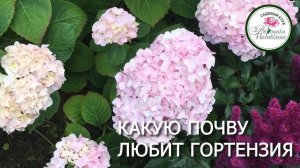 ПОЧВА ДЛЯ ГОРТЕНЗИЙ