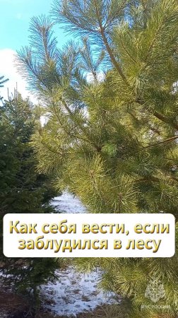Как себя вести, если заблудился в лесу #БезопасностьЭлементарно