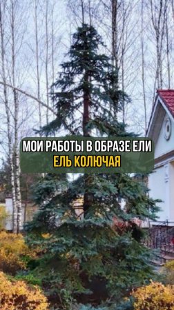 Мои работы в образе ели. Ель колючая