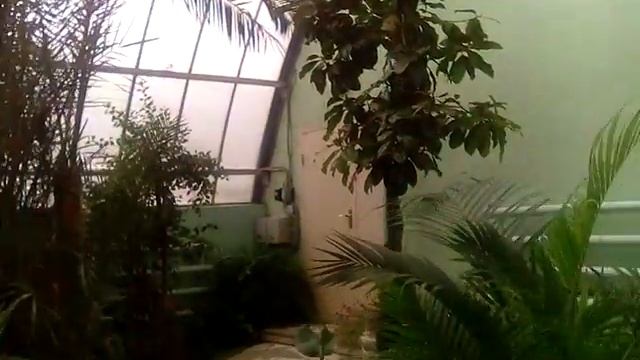 Зимний сад смотреть онлайн