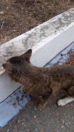 Грязный кот не слушает хозяина, трётся об землю.