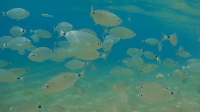 Пляж Боаделла (рыбки) смотреть онлайн