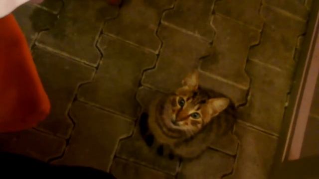 Стамбул. Город котов. смотреть онлайн