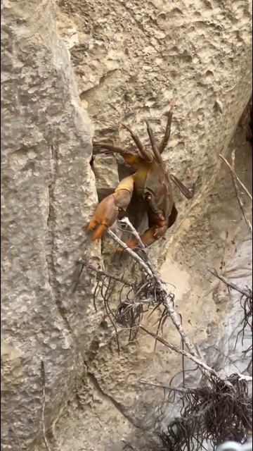 Крабы в Турции 🦀 #крабы #крабы_в_природе #shorts #shortsvideo