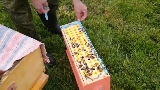 Сибирский пчелоблог 05.06.2018/прививочный ящик/подсадка матки в безрасплодный отводок