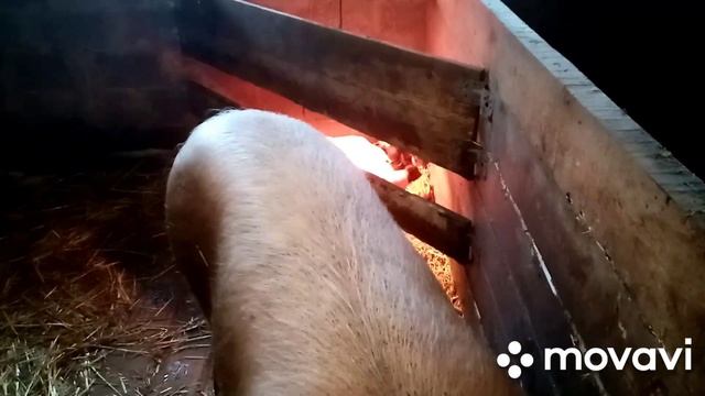 Корова нас заинтриговала... смотреть онлайн