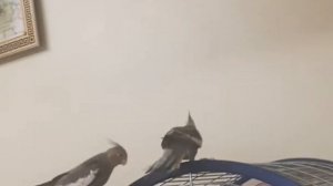 говорящий попугай. Прикол корелла поет #попугай корелла