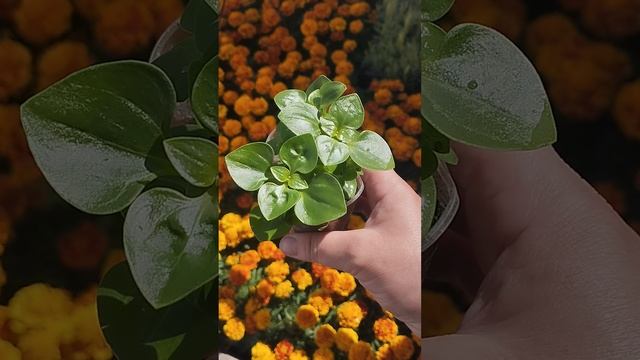 Рассада экзакума готова!!!