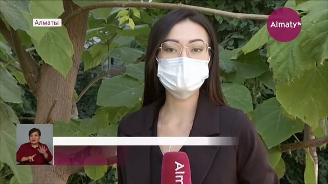 Алматыда «Павловния» ағашы отырғызыла бастады (09.09.21) смотреть онлайн