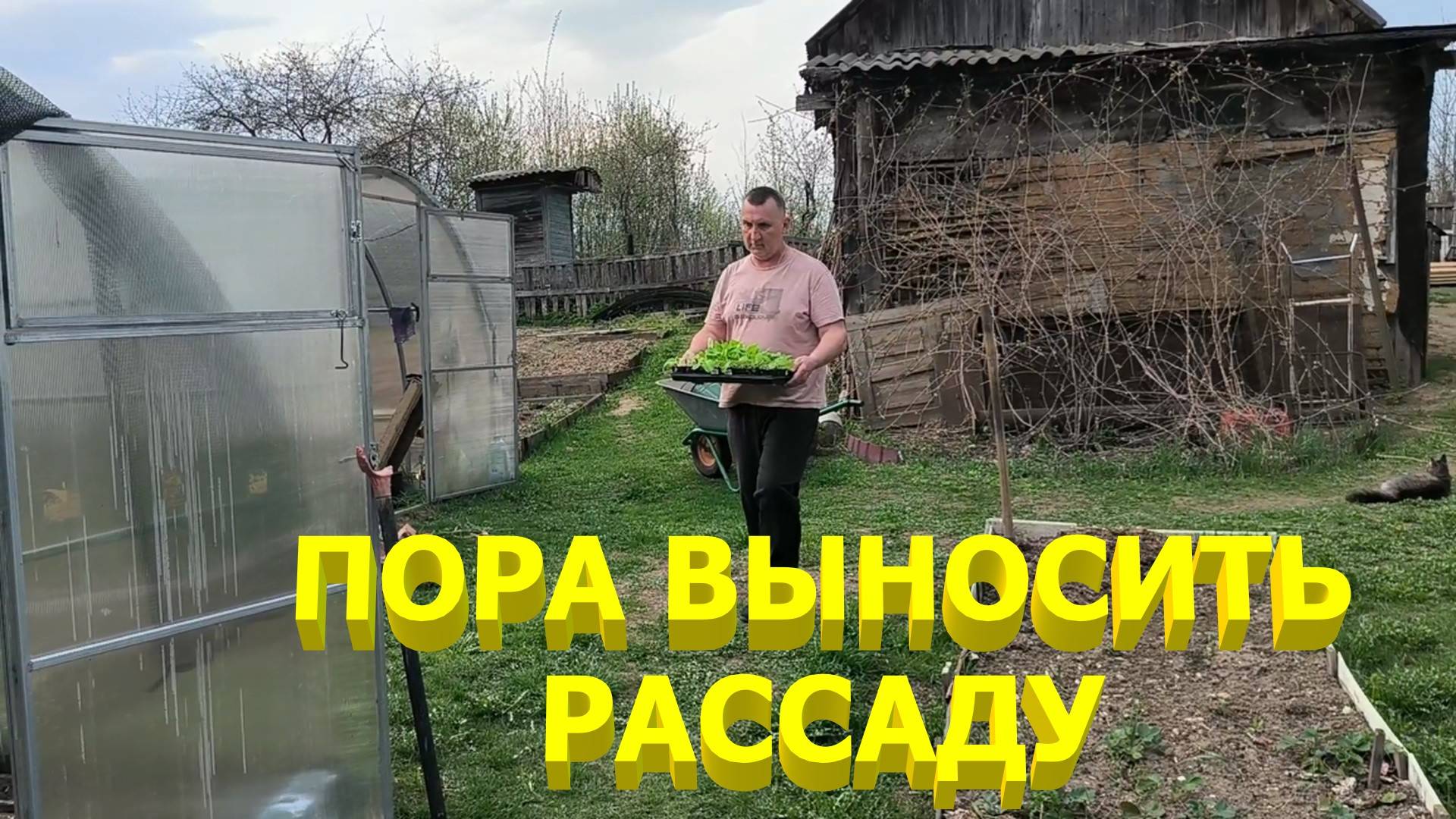 Готовим РАССАДУ ТАБАКА к ВЫСАДКЕ В ПОЛЕ. Подготавливаем ПАРНИКИ К ПОСАДКАМ. Пиломатериал ДЛЯ ТАБАКА.