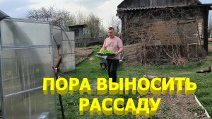 Готовим РАССАДУ ТАБАКА к ВЫСАДКЕ В ПОЛЕ. Подготавливаем ПАРНИКИ К ПОСАДКАМ. Пиломатериал ДЛЯ ТАБАКА.