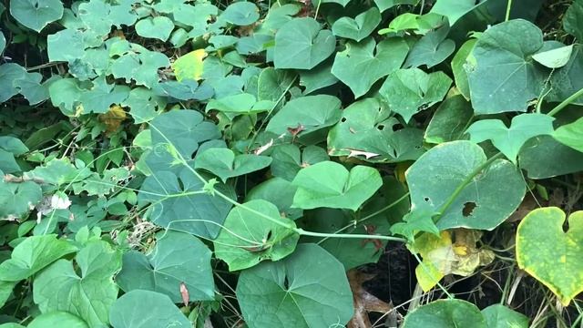 Week 9 of the 2022 Fall Mirliton Season смотреть онлайн