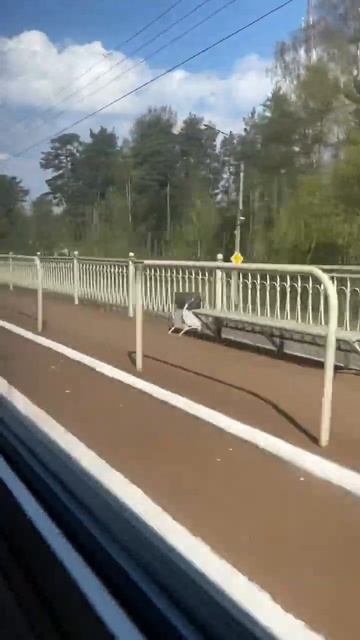 Пролетом Комарово на ЭР2К-1228 #train_rus #trainz_top #хаюхай_play #ржд #ignatpirat #ЭР2К #комарово смотреть онлайн