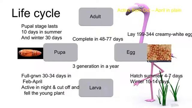 Pluses pests смотреть онлайн