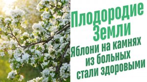 Как вырастить яблоню?
