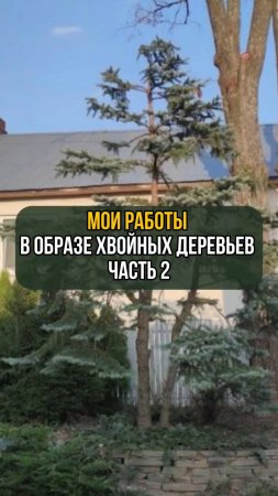Мои работы в образе хвойных деревьев. Часть 2
