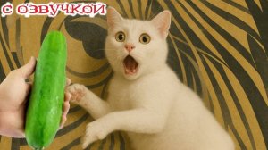 Приколы с котами! СМЕШНЫЕ КОТЫ! С ОЗВУЧКОЙ! Смешные видео с животными! РЖАКА!