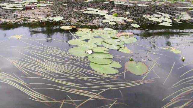 Кувшинки на Тоболе смотреть онлайн