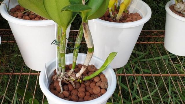 How to PREDICT NEW GROWTHS' POTENTIAL | Enjoying #orchids while they are NOT in Bloom #ninjaorchids смотреть онлайн