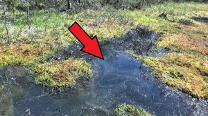 Опустил несколько камер на дно этого болота. Какая рыба там живёт?