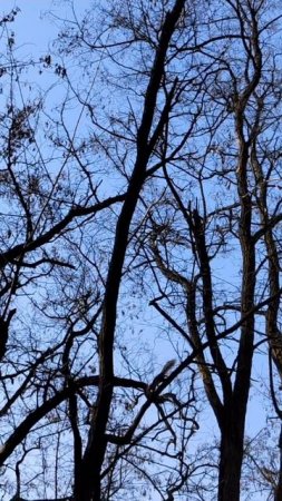 Белочка в Бирюлёвском дендропарке