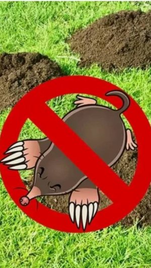 Как избавиться от кротов на участке. Какое средство лучше выбрать.