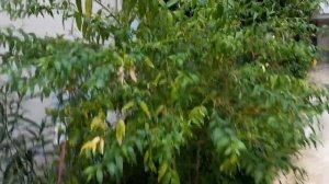 Территория Mermaid village Тюклер Алания. Понравилось ли нам