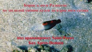 24. Корис клоун Развитие от молодой спиноглазки до взрослого самца под Saint-Preux Бах Послезавтра