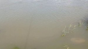 рыбалка в Приморско-Ахтарске (одни бычки) / много змей / кемпинг на Азовском море