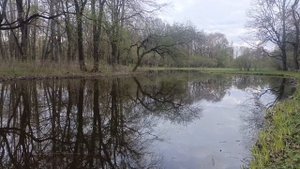 Пение птиц. Звуки природы. Релакс.